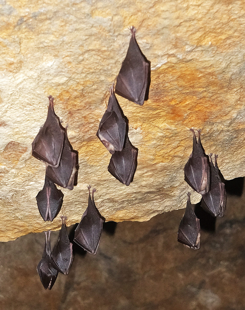 lesser horeseshoe bats